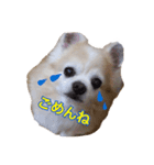 ちわわぁぁ！！（個別スタンプ：7）