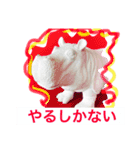 CLARISSE2（個別スタンプ：1）