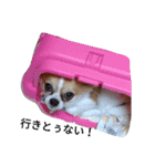 広島弁スニちゃん！（個別スタンプ：2）