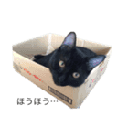 Black cat Nyankichi（個別スタンプ：1）