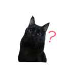 Black cat Nyankichi（個別スタンプ：4）