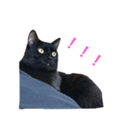 Black cat Nyankichi（個別スタンプ：5）