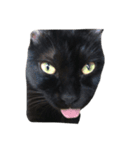 Black cat Nyankichi（個別スタンプ：6）