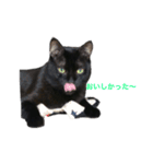Black cat Nyankichi（個別スタンプ：9）