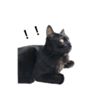 Black cat Nyankichi（個別スタンプ：11）