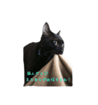 Black cat Nyankichi（個別スタンプ：13）