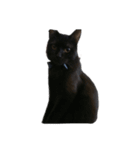Black cat Nyankichi（個別スタンプ：14）