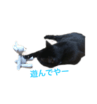 Black cat Nyankichi（個別スタンプ：16）