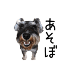表現力のあるワンズ（個別スタンプ：6）