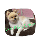 ポメラニアンずぅず2（個別スタンプ：4）