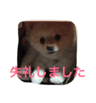 ポメラニアンずぅず2（個別スタンプ：5）