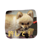 ポメラニアンずぅず2（個別スタンプ：6）