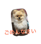 ポメラニアンずぅず2（個別スタンプ：7）