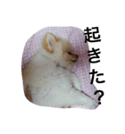 ポメラニアンずぅず2（個別スタンプ：9）