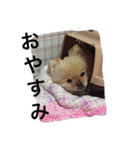 ポメラニアンずぅず2（個別スタンプ：10）