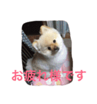 ポメラニアンずぅず2（個別スタンプ：11）