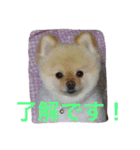 ポメラニアンずぅず2（個別スタンプ：12）