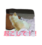 ポメラニアンずぅず2（個別スタンプ：13）