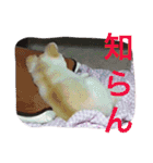 ポメラニアンずぅず2（個別スタンプ：14）