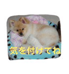 ポメラニアンずぅず2（個別スタンプ：15）