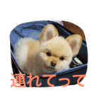 ポメラニアンずぅず2（個別スタンプ：16）