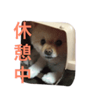 ポメラニアンずぅず2（個別スタンプ：17）