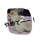 ポメラニアンずぅず2（個別スタンプ：20）