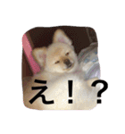 ポメラニアンずぅず2（個別スタンプ：25）
