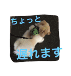 ポメラニアンずぅず2（個別スタンプ：27）