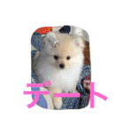 ポメラニアンずぅず2（個別スタンプ：30）