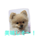 ポメラニアンずぅず2（個別スタンプ：31）