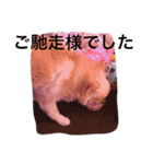 ポメラニアンずぅず2（個別スタンプ：32）