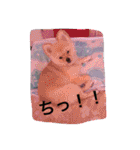 ポメラニアンずぅず2（個別スタンプ：33）
