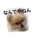 ポメラニアンずぅず2（個別スタンプ：34）