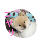 ポメラニアンずぅず2（個別スタンプ：38）