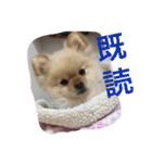 ポメラニアンずぅず2（個別スタンプ：40）