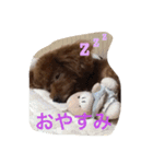 可愛いトイプードルのモモちゃん（個別スタンプ：2）