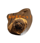 可愛いトイプードルのモモちゃん（個別スタンプ：3）
