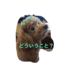 可愛いトイプードルのモモちゃん（個別スタンプ：11）