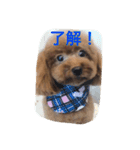 可愛いトイプードルのモモちゃん（個別スタンプ：13）