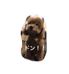 可愛いトイプードルのモモちゃん（個別スタンプ：15）