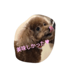 可愛いトイプードルのモモちゃん（個別スタンプ：16）