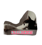 everyday Minto（個別スタンプ：1）