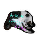 everyday Minto（個別スタンプ：8）