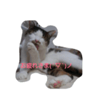 everyday Minto（個別スタンプ：10）
