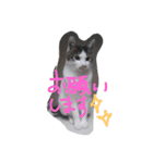 everyday Minto（個別スタンプ：12）
