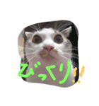 everyday Minto（個別スタンプ：15）