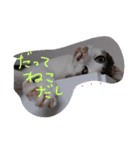 everyday Minto（個別スタンプ：17）