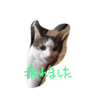 everyday Minto（個別スタンプ：19）