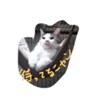 everyday Minto（個別スタンプ：22）